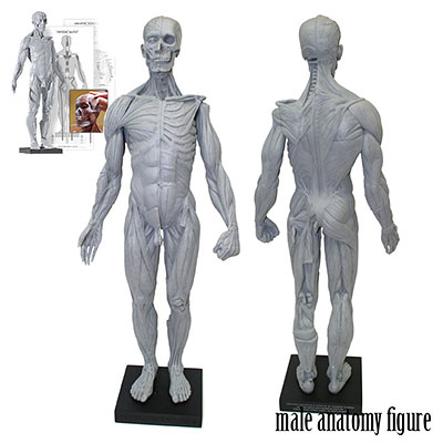 AmiAmi [Character & Hobby Shop] | Anatomy Figure Male Ver.2