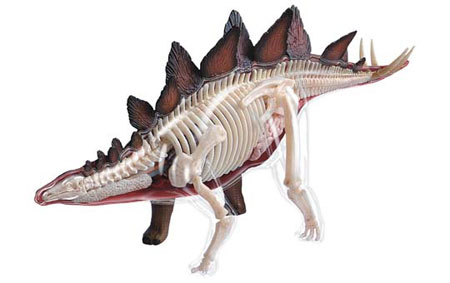 Animal best sale anatomy toys