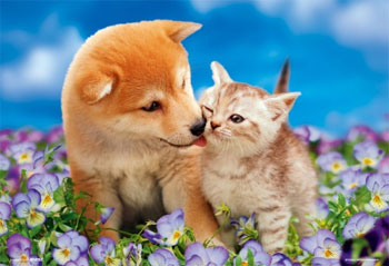 ﾋﾞﾊﾞﾘｰP33-083花畑のﾃﾞｰﾄ