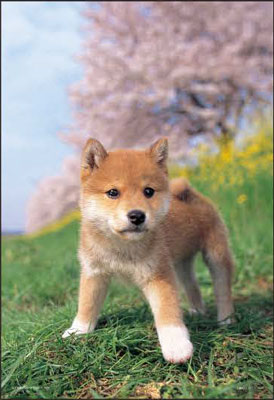 ﾔﾉﾏﾝ01-2071ぼく､しばいぬ