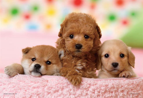 ﾔﾉﾏﾝ03-873僕たちともだち(ﾄｲ･ﾌﾟ