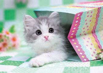 ｾﾝﾄﾗﾙ01-066ひょこっ