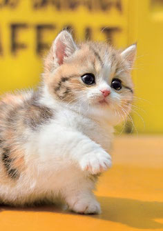 ｾﾝﾄﾗﾙ01-067お手