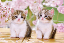 ｾﾝﾄﾗﾙ25-183おすわりこねこにゃ