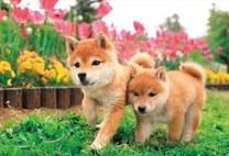 ｾﾝﾄﾗﾙ25-184いっしょに走るわん