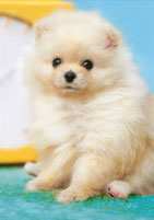 ｾﾝﾄﾗﾙ01-071ふわふわﾎﾟﾒﾗﾆｱﾝ