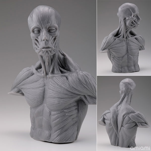 海洋堂　片桐裕司　ANATOMY　BUST AmiAmi [Character & Hobby Shop] | Soft Vinyl 