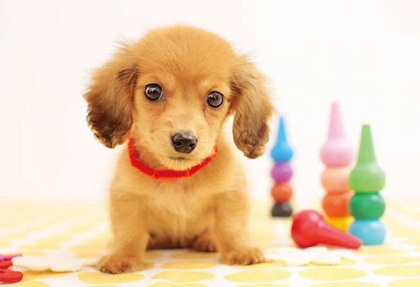 Aﾜﾝ300-355おすましﾜﾝｼｮｯﾄ!