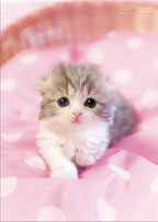 ｾﾝﾄﾗﾙ01-074つぶらなひとみ