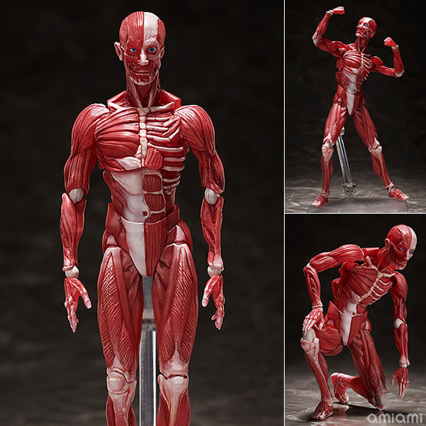 FREEing figma Human Anatomical Model รูปภาพ 1