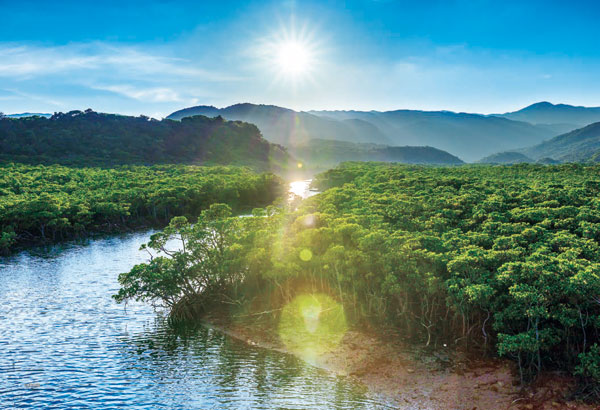 ｾﾝﾄﾗﾙ26-361S西表島