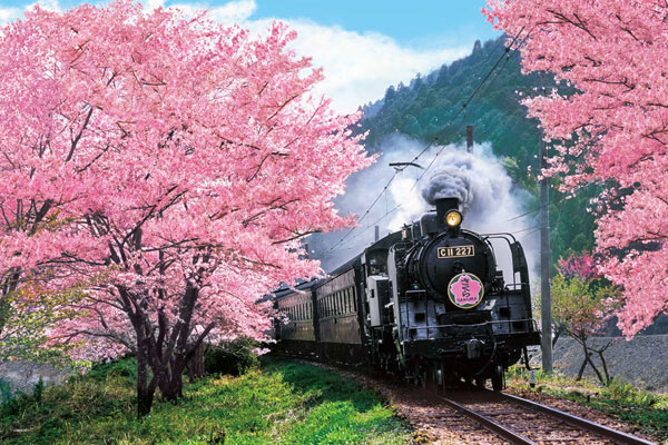 ｾﾝﾄﾗﾙ09-020S桜と大井川鐵道