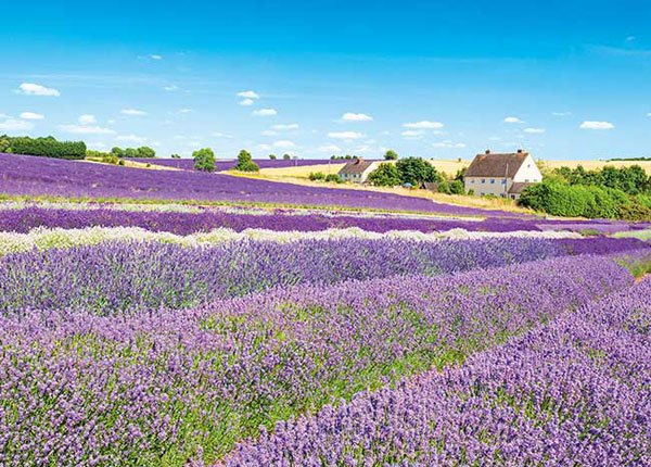 Aﾜﾝ500-291ﾗﾍﾞﾝﾀﾞｰﾌｨｰﾙﾄﾞの風