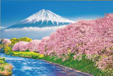 ﾋﾞﾊﾞﾘｰ1000-014富士と潤井川の桜並