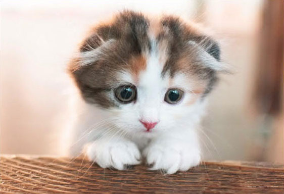 ﾔﾉﾏﾝ03-941こっちだよ