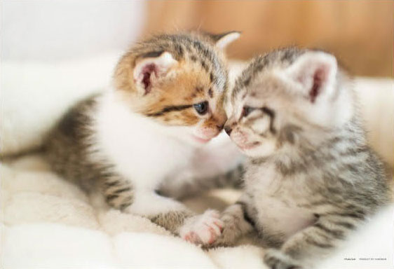 ﾔﾉﾏﾝ03-942なかよしにゃんこ