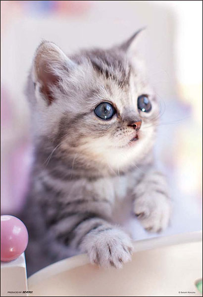 ﾋﾞﾊﾞﾘｰ300-034おはよ