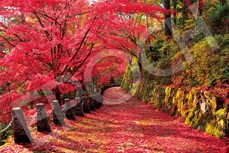 ｾﾝﾄﾗﾙ22-116s吉野山の紅葉景