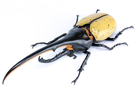 Yu-Gi-Oh Hercules Beetle Model Kit 