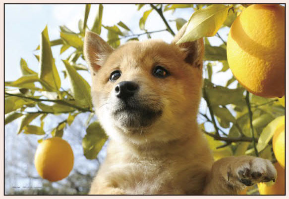 ﾔﾉﾏﾝ01-2095くんくん!いい匂い