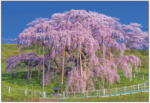 ﾔﾉﾏﾝ03-949爛漫と咲く三春瀧櫻