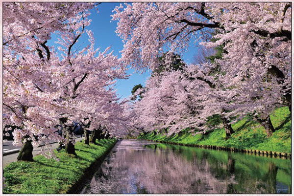 ﾔﾉﾏﾝ10-1455桜雲の弘前公園