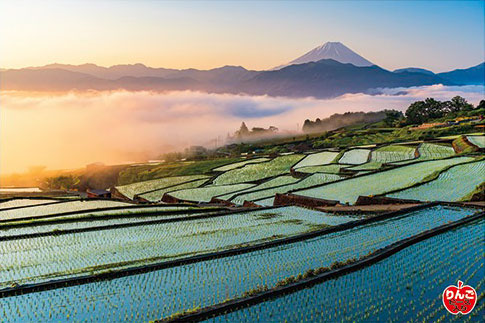 Aﾜﾝ1000-914朝焼けの富士と棚田