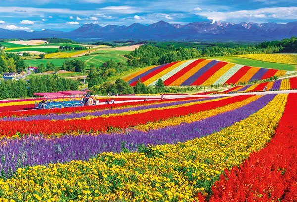 ﾋﾞﾊﾞﾘｰ1000M-014美瑛の花咲く丘