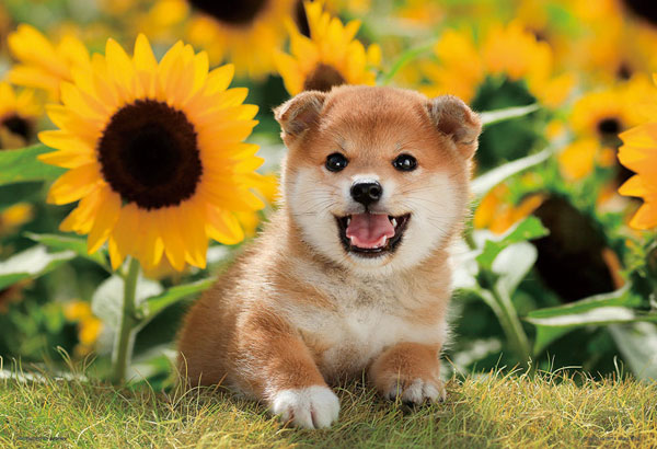 ﾋﾞﾊﾞﾘｰ300-064ひまわりとﾎﾞｸ