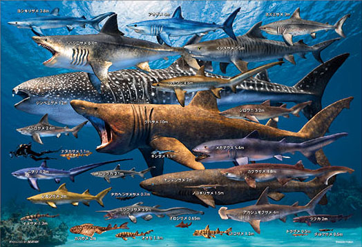 ﾋﾞﾊﾞﾘｰ300-087世界のｻﾒ大きさ比べ