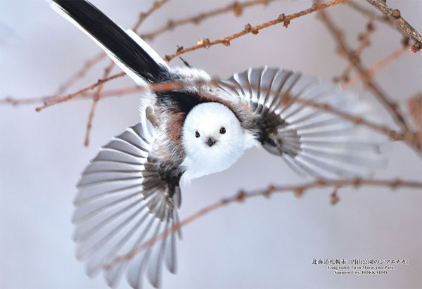 AmiAmi [Character & Hobby Shop]