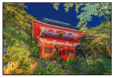 ﾔﾉﾏﾝ10-1484夜の紫陽花と雨引観音