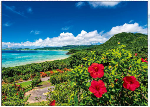 ﾔﾉﾏﾝ05-1097海とﾊｲﾋﾞｽｶｽ夏の石垣島