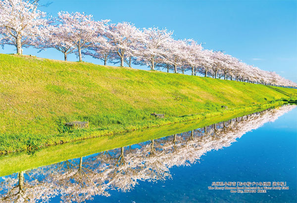 CUTI300-447兵庫県小野市「おの桜