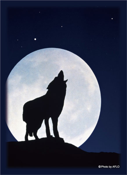 ﾌﾞﾛｯｺﾘｰﾊｲﾌﾞﾘｯﾄﾞｽﾘｰﾌﾞ ｢月下の孤影｣ 2025