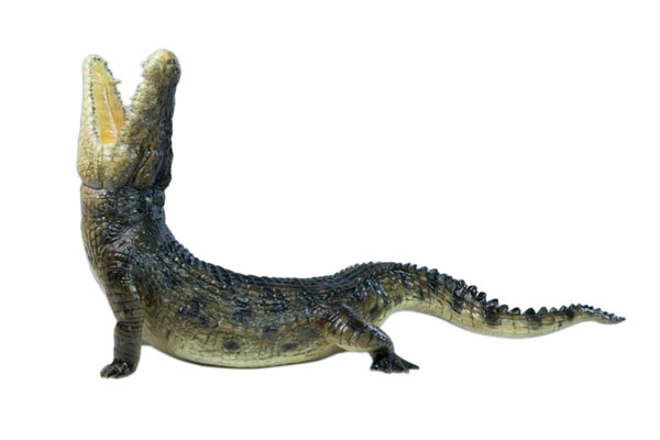 JXKｽﾀｼﾞｵ ｳｪｲｽﾄﾗﾝﾄﾞ･ｼﾞｬｲｱﾝﾄｸﾛｺﾀﾞｲﾙ