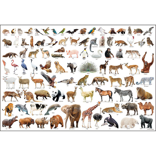 Jigsaw Puzzle Animal Collection 1000pcs (1000-175)