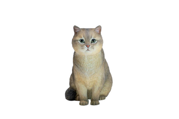 JXK Studio British Shorthair C image 1