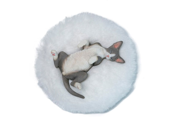 Relaxed Devon Rex A