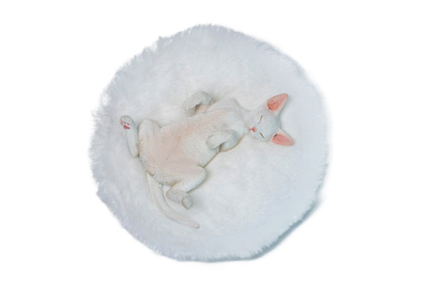 Relaxed Devon Rex D