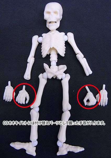 RVM Toys Movable Joints to Pose Skeleton of Human and Child - Movable  Joints to Pose Skeleton of Human and Child . Buy Skeleton Human Body toys  in India. shop for RVM
