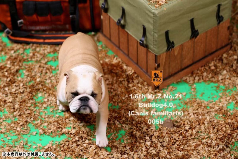 AmiAmi [Character & Hobby Shop] | 1/6 Bulldog Statue 4.0