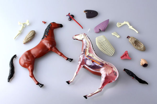 Animal anatomy hot sale toys