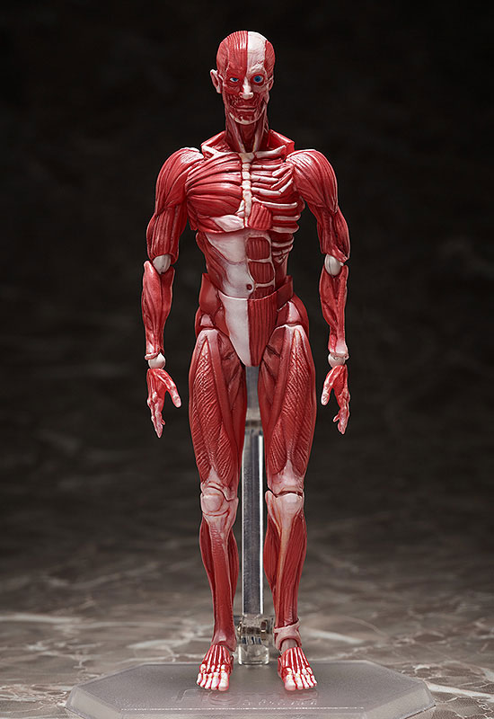AmiAmi [Character & Hobby Shop] | figma Human Anatomical Model