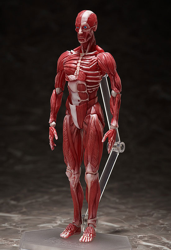 AmiAmi [Character & Hobby Shop] | figma Human Anatomical
