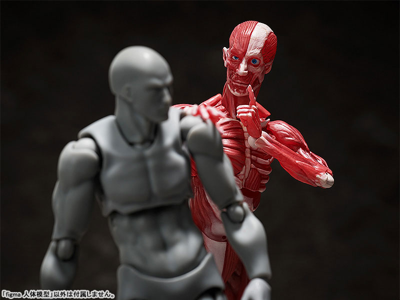 figma 人体模型 figma素体美术人体模型玩具日本人偶关节可动成人绘画肌肉shf素体