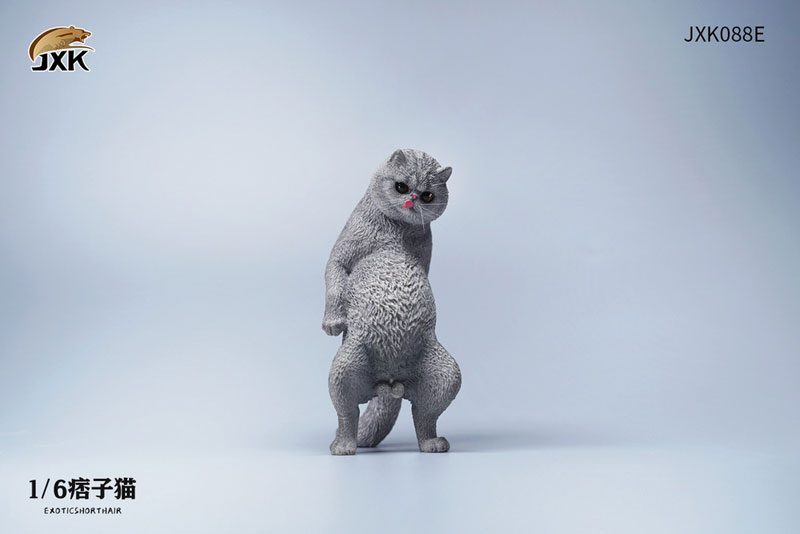 AmiAmi [Character & Hobby Shop] | 1/6 Exotic Shorthair Cat E(Released)
