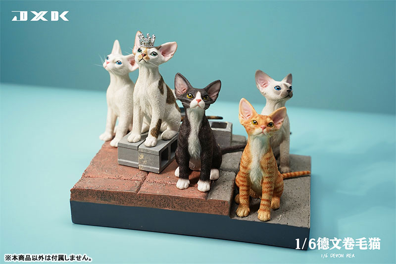 AmiAmi [Character & Hobby Shop] | 1/6 Devon Rex B4(Released)