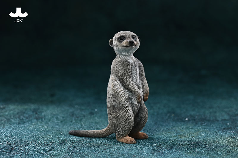 AmiAmi [Character & Hobby Shop] | 1/6 Meerkat A(Provisional Pre-order)