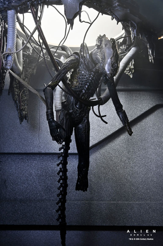 AmiAmi [Character & Hobby Shop] | Alien: Romulus / Xenomorph